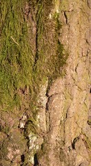 Green moss on the tree bark texture, Natural wood background