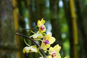 Close up of beautiful flower with nature background. The image contain certain grain or noise and soft focus.
