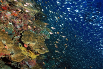Fototapeta na wymiar Coral Reef Wall and Schooling Fish. South Ari Atoll, Maldives