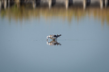 Gabbiano alle saline di Cervia