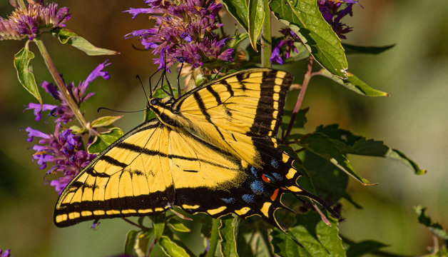 Western Tiger Swallowtail Butterfly Seeking Nectar on Purple Colorado Wildflowers, Montrose Botanic Gardens, Colorado #2