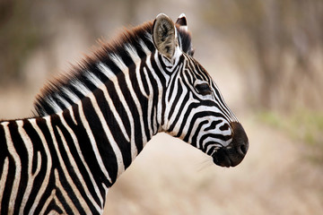 Burchell's Zebra (Equus burchelli) Portrait in Profile. Satara, Kruger Park, South Africa
