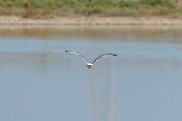 Gabbiano alle saline di Cervia