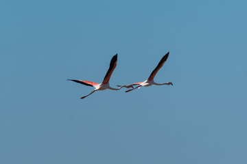 Finicotteri rosa nelle saline di Cervia