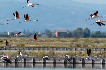 Finicotteri rosa nelle saline di Cervia