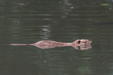 Fototapeta premium Nutria