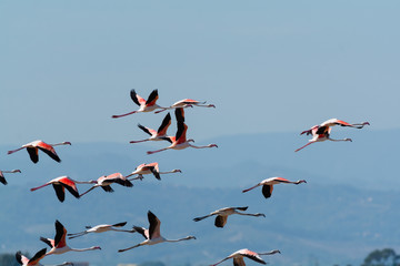 Finicotteri rosa nelle saline di Cervia
