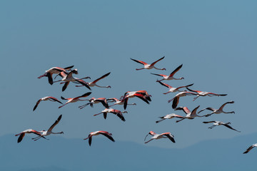 Finicotteri rosa nelle saline di Cervia