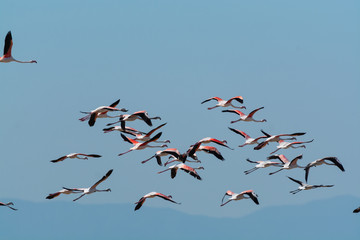Finicotteri rosa nelle saline di Cervia