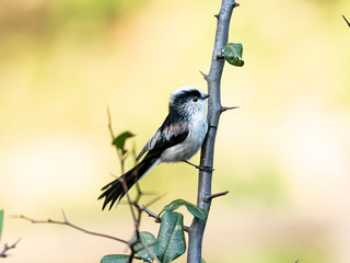 long-tailed bushtit perched in forest foliage 41