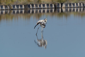 Finicotteri rosa nelle saline di Cervia