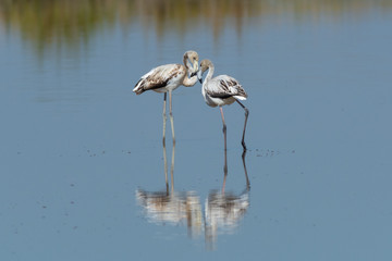 Finicotteri rosa nelle saline di Cervia