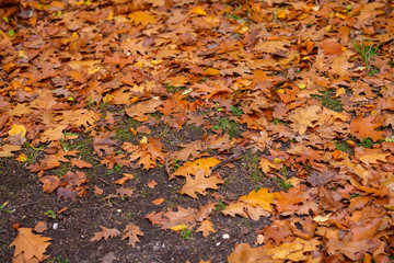 Autumn is in full bloom  and shows its magnificent bright colors