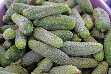 Gherkin, a young green cucumber used for pickling. Vegetables for pickled cucumbers. Veggie pattern. Gherkins. Pickles
