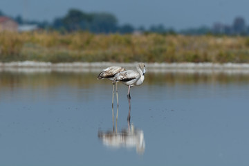 Finicotteri rosa nelle saline di Cervia