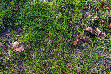 The photo shows the collision of two seasons of the summer and autumn in the form of green grass and yellow leaves.