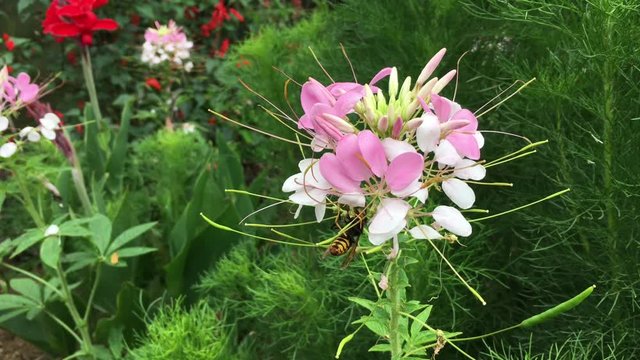 a bumble bee flies and perched on a Cleome spider flower, bautiful natural scene