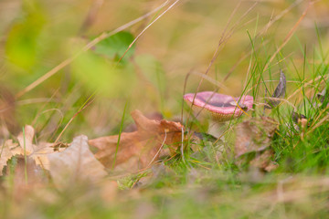 Mushrooms are easy to spot between  autumn leaves