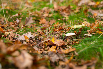 Autumn is in full bloom  and shows its magnificent bright colors