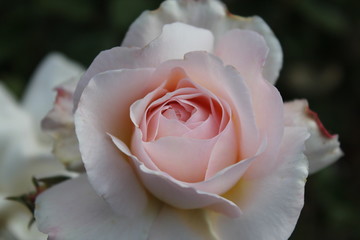 Renaissance Rose