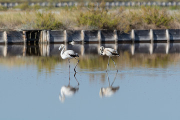 Finicotteri rosa nelle saline di Cervia