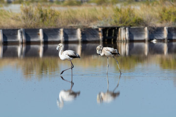 Finicotteri rosa nelle saline di Cervia