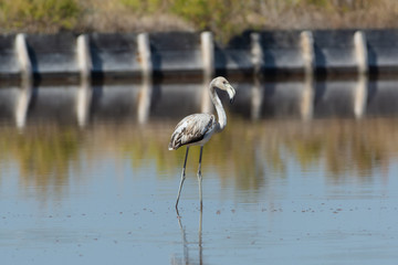 Finicotteri rosa nelle saline di Cervia