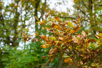 Autumn is in full bloom  and shows its magnificent bright colors