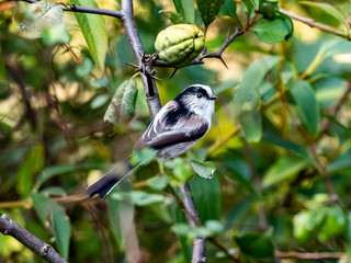 long-tailed bushtit perched in forest foliage 54