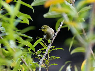 warbling mountain white-eye in Japanese tree 8