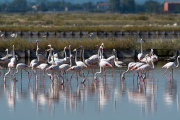 Obraz premium Finicotteri rosa nelle saline di Cervia