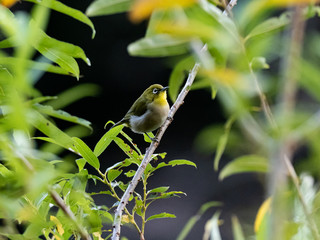 warbling mountain white-eye in Japanese tree 10