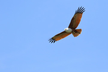 Couple of bird Brahminy kite (Haliastur indus) flying in the sky.