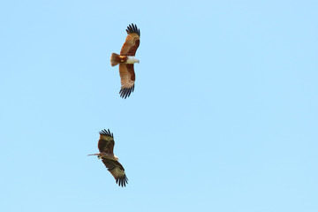 Couple of bird Brahminy kite (Haliastur indus) flying in the sky.