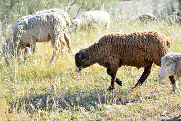 Obraz premium Sheep grazing in the pasture of Extremadura