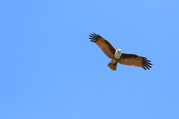 Couple of bird Brahminy kite (Haliastur indus) flying in the sky.