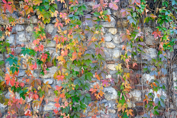 autumn leaves background