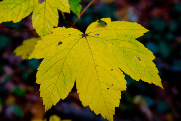 colorful autumn foliage and golden leafs in brandenburg forest