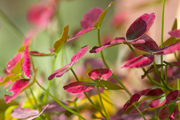 Zierklee mit roten Blättern