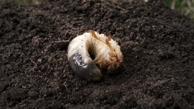Bug maggot moving on ground, white grub in soil, insect metamorphosis, nature
