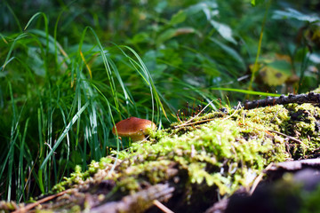 mushroom in the forest
