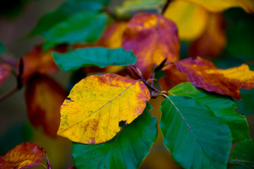 colorful autumn foliage and golden leafs in brandenburg forest