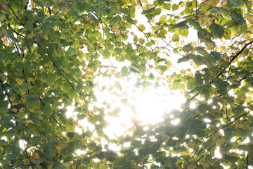 Light through the trees