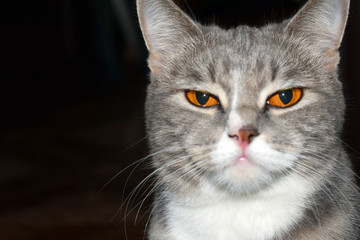 Portrait of a gray cat on a black background