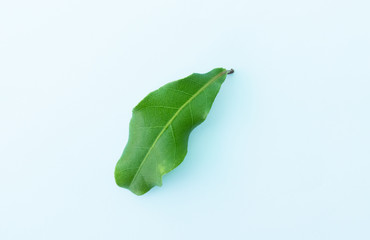 Raw Leaf on white isolate background,