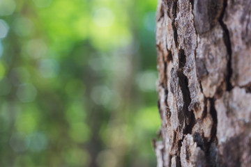 Obraz premium bark of a tree