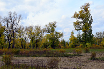 Obraz premium tree in park