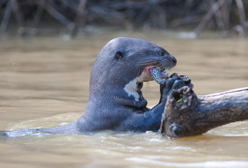 Naklejka premium Wild Giant River Otter feeding on a freshly caught fish