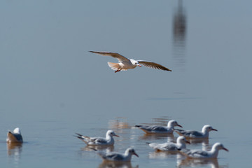 Sterna nelle saline di Cervia