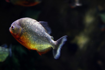 A fish is swimming in water on a black background. Ocean fish with red and yellow color glistens with a blurry background. Side view of fish with bokeh effect and place for text